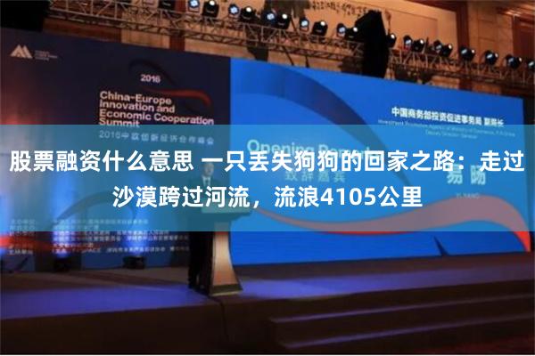 股票融资什么意思 一只丢失狗狗的回家之路：走过沙漠跨过河流，流浪4105公里