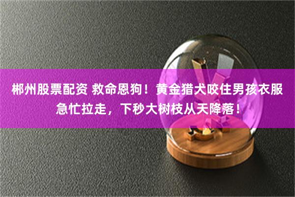 郴州股票配资 救命恩狗！黄金猎犬咬住男孩衣服急忙拉走，下秒大树枝从天降落！